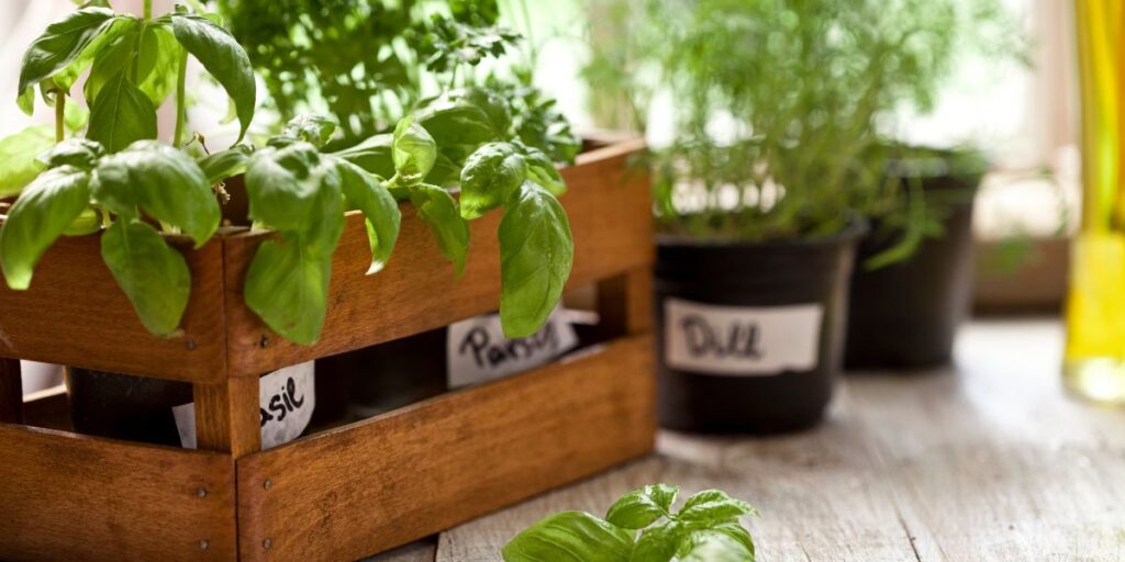 Basil, parsley, and dill