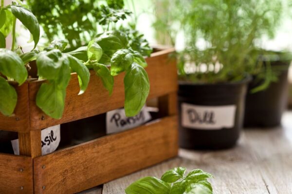 Basil, parsley, and dill