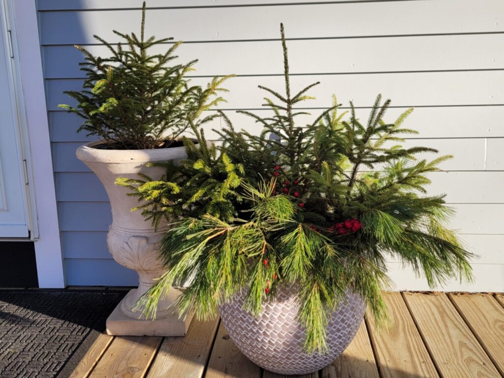 Winter porch pots with spruce, white pine, and red berries