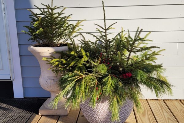 Winter porch pots with spruce, white pine, and red berries