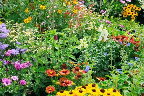 Garden flowers