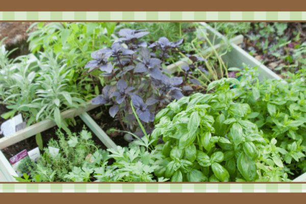 Image of an herb garden