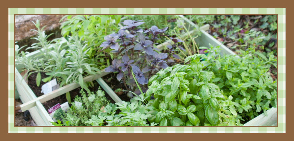Image of an herb garden