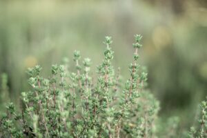 Thyme plant