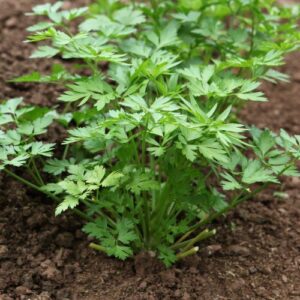 Flat leaf parsley