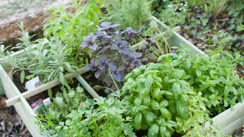 Herb garden with basil, parsley, sage, and rosemary