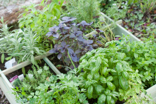 Herb garden with basil, parsley, sage, and rosemary