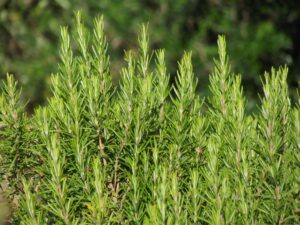 Rosemary plant