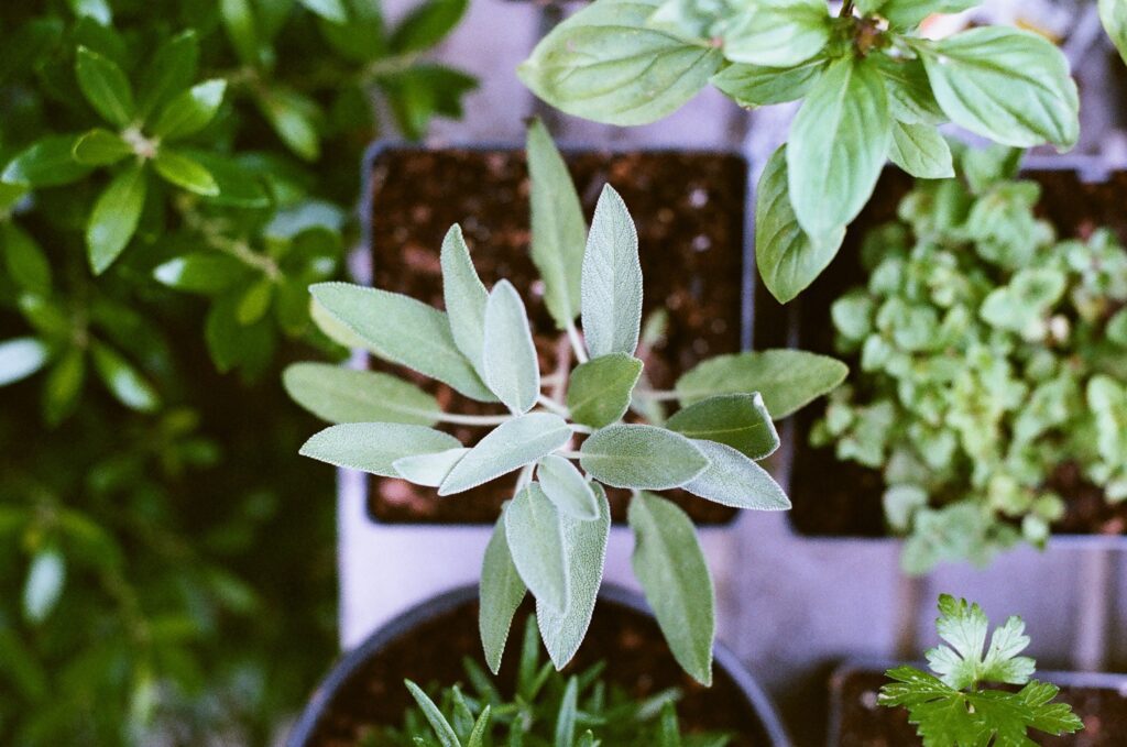 Herb garden