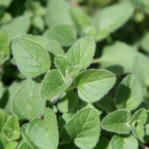 Oregano