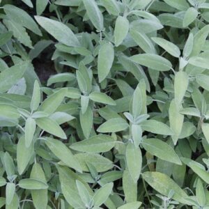 Sage plant