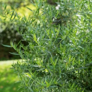 French tarragon plant