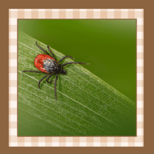Closeup of a deer tick on a blade of grass