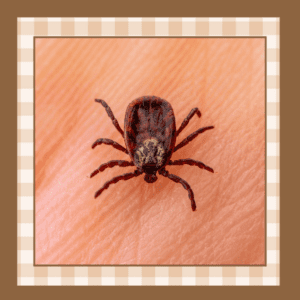 Close-up of a dark brown tick on bare skin showing its body and legs as it attached to the skin.