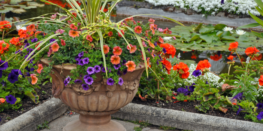 Concrete urn planter with orange and blue petunias and a variegated spike plant.