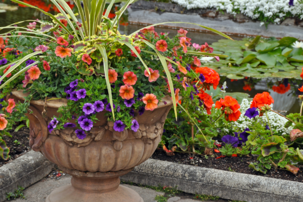 Concrete urn planter with orange and blue petunias and a variegated spike plant.