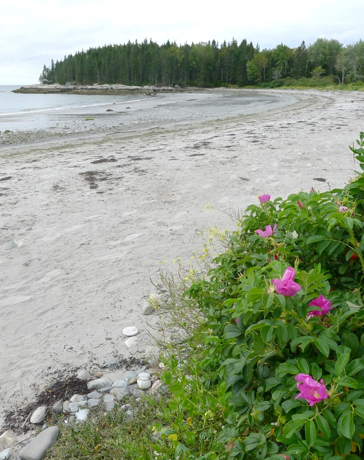 Shrub roses along the Maine shoreline at the beach.