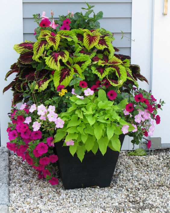 Planter filled with chartreuse coleus and sweet potato vine, mandevilla, and dark and light pink petunias.