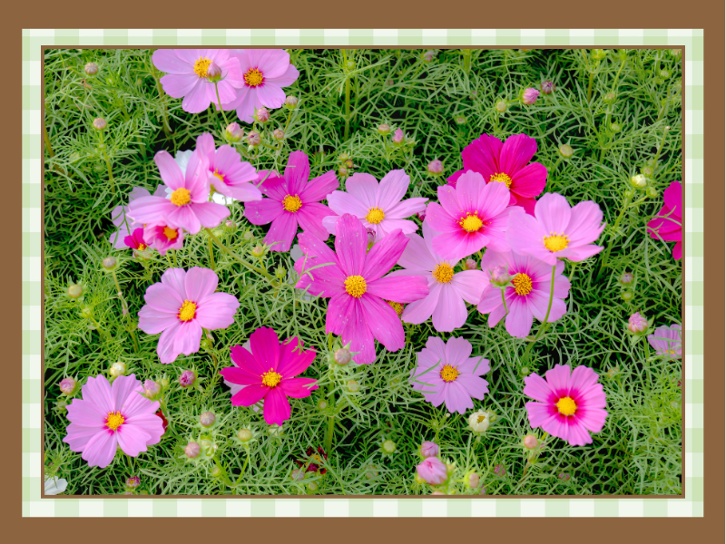 Cosmos | The Granite Acorn Cluster of pink cosmos flowers with yellow centers among feathery green foliage