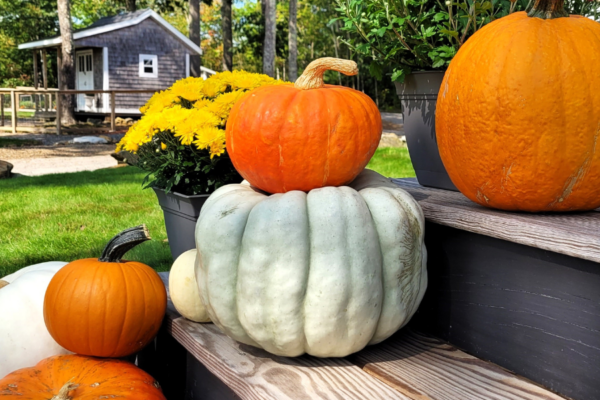 Decorate-for-Fall | The Granite Acorn