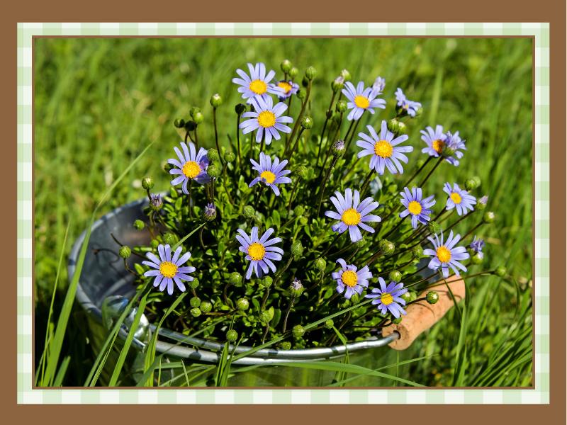 Flowers in Water | The Granite Acorn Purple daisies with yellow centers in a metal bucket resting in tall green grass on a sunny day