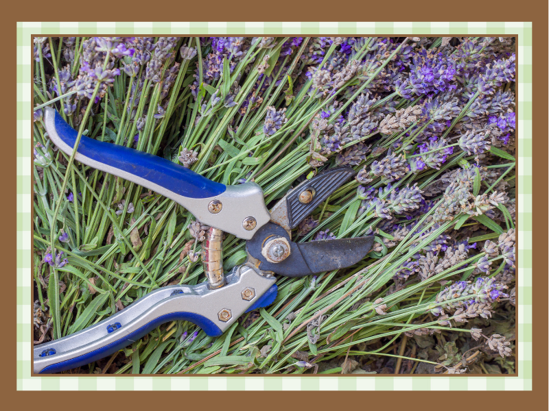 How to cut flowers | The Granite Acorn Pruning shears with blue handles lying on a lavender bouquet