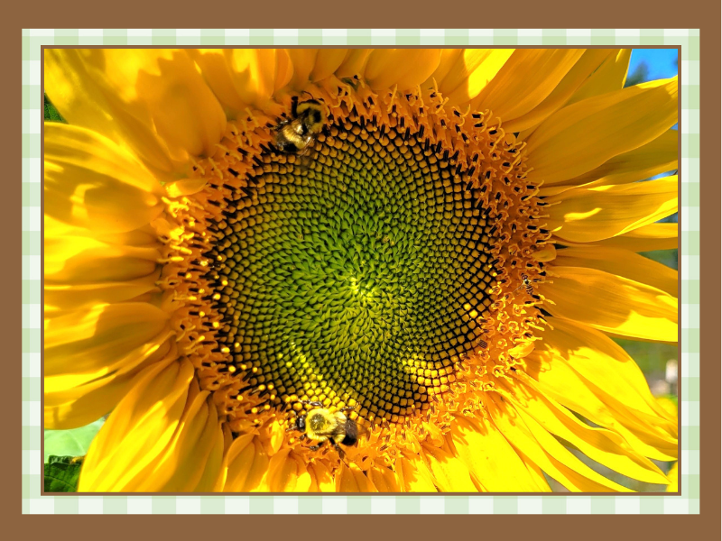 Sunflower-Bees | The Granite Acorn Close up of a bright sunflower center with two bees collecting pollen from the yellow petals and green disk florets at the center