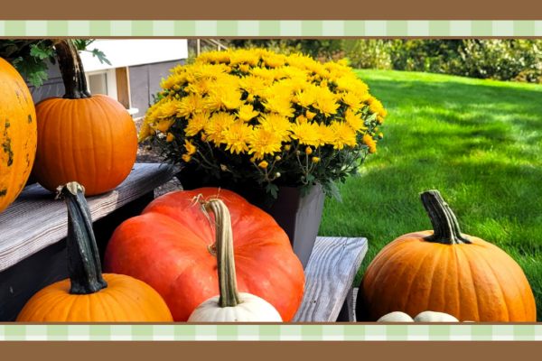 Potted yellow mum plant surrounded by pumpkins