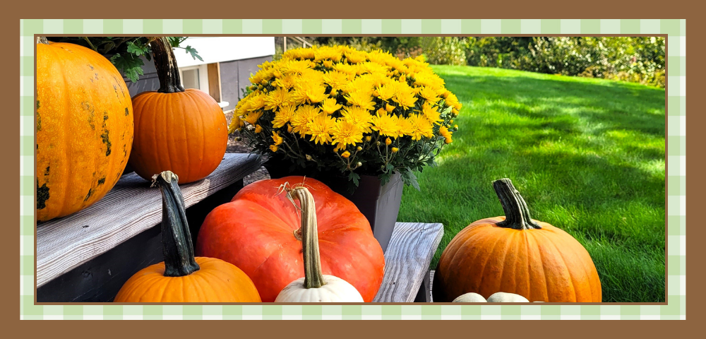 Potted yellow mum plant surrounded by pumpkins