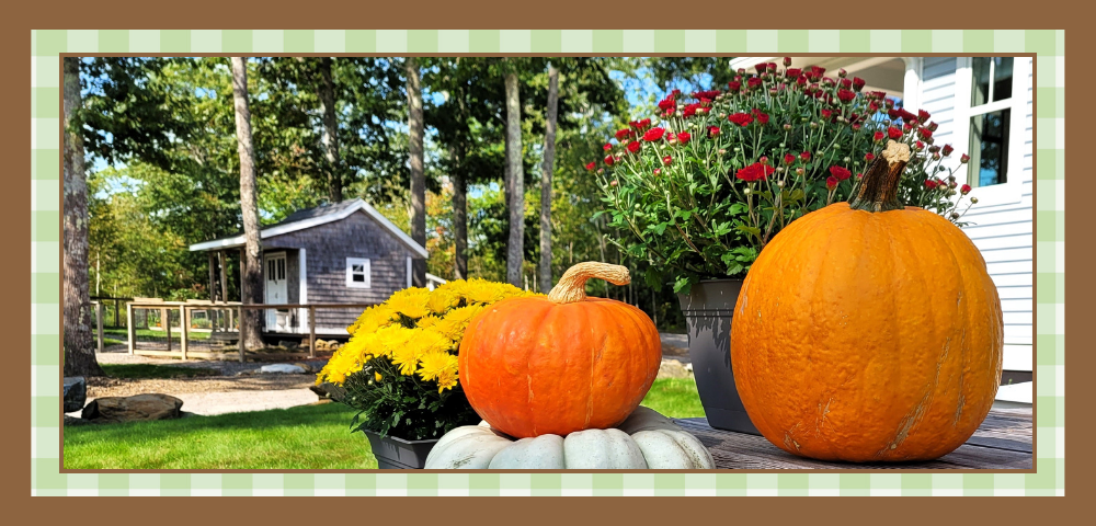 Closeup of pumpkins and mums on a porch with a garden shed in the background