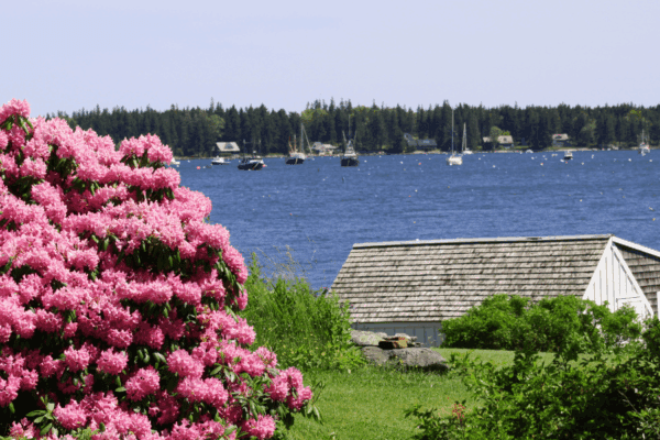 Buy in Maine | The Granite Acorn