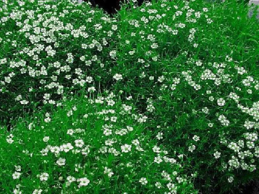 Irish Moss | The Granite Acorn