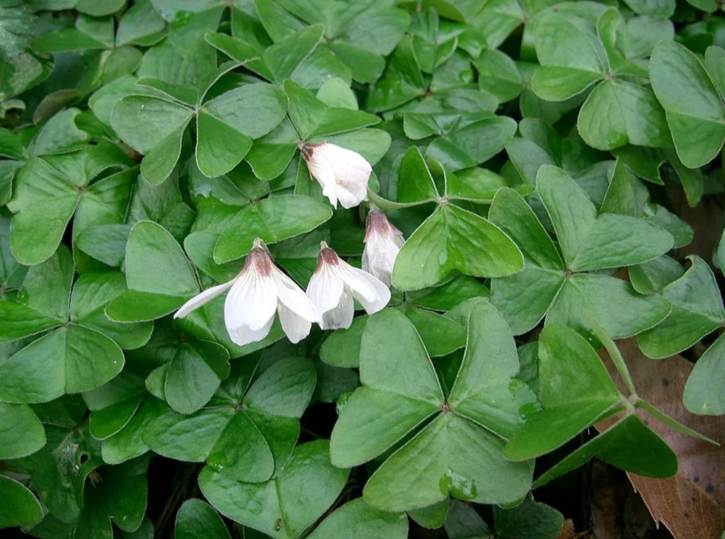 Shamrock-Plant | The Granite Acorn