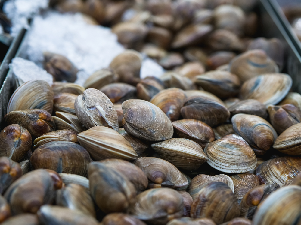 Clams | The Granite Acorn