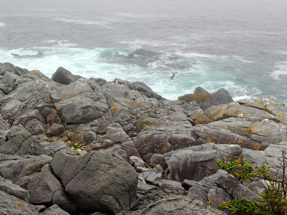 Maine fog (1) | The Granite Acorn