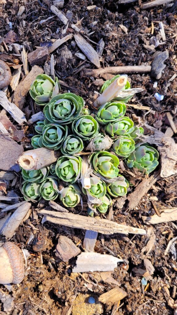 20250327_100920 | The Granite Acorn
