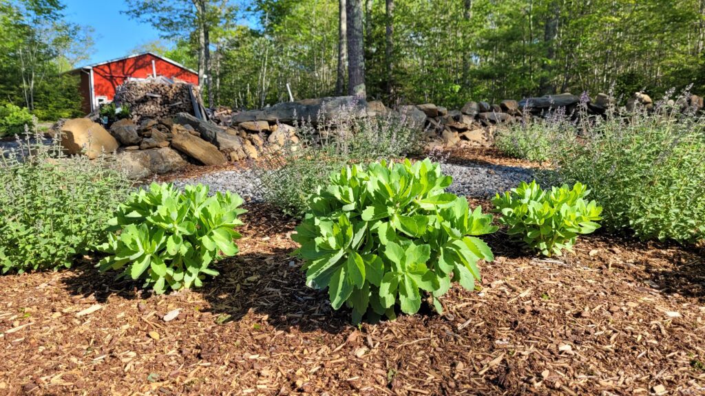 20250603_080940 | The Granite Acorn