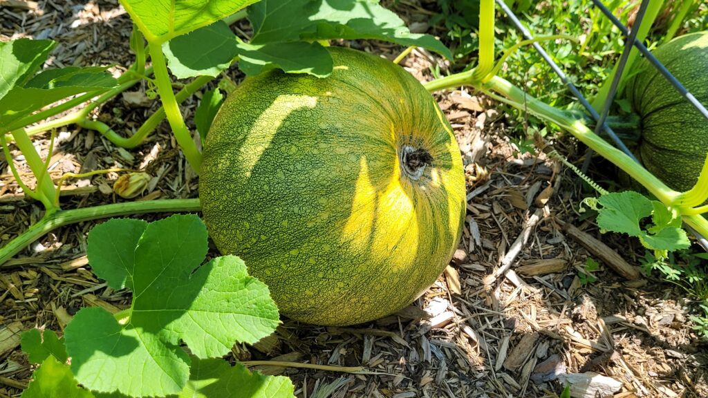 20250815_114123 | The Granite Acorn