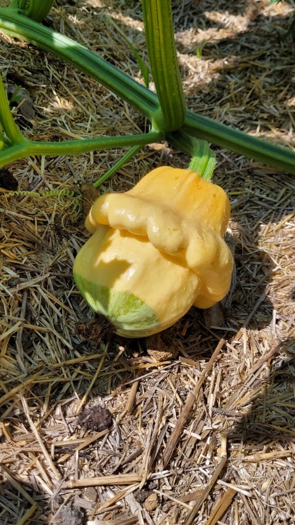 20250815_114201 | The Granite Acorn