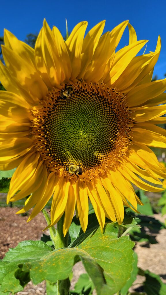 20250827_101900 | The Granite Acorn
