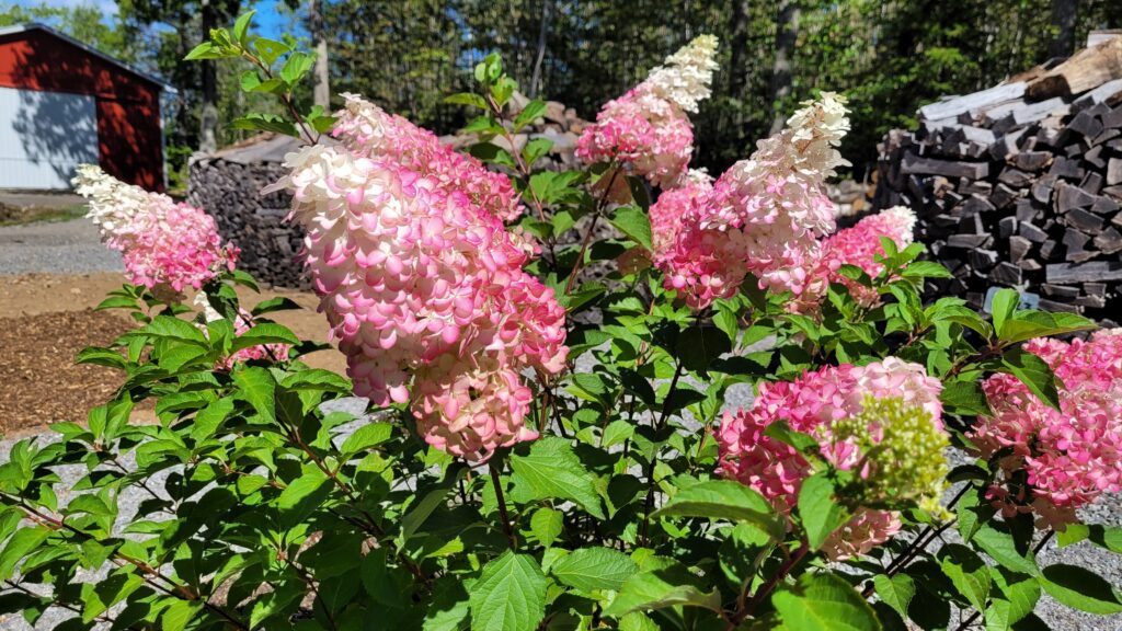 20250827_105637 | The Granite Acorn
