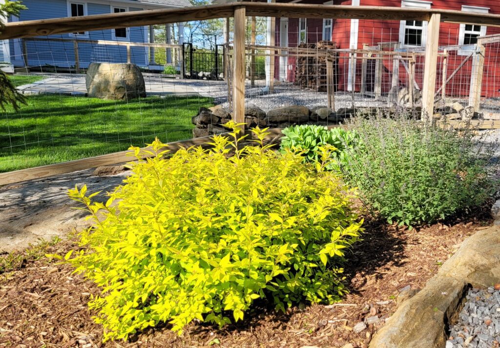 Gold-Mound-Spirea | The Granite Acorn