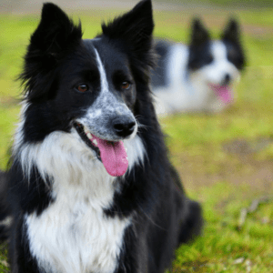 Border collie in a field