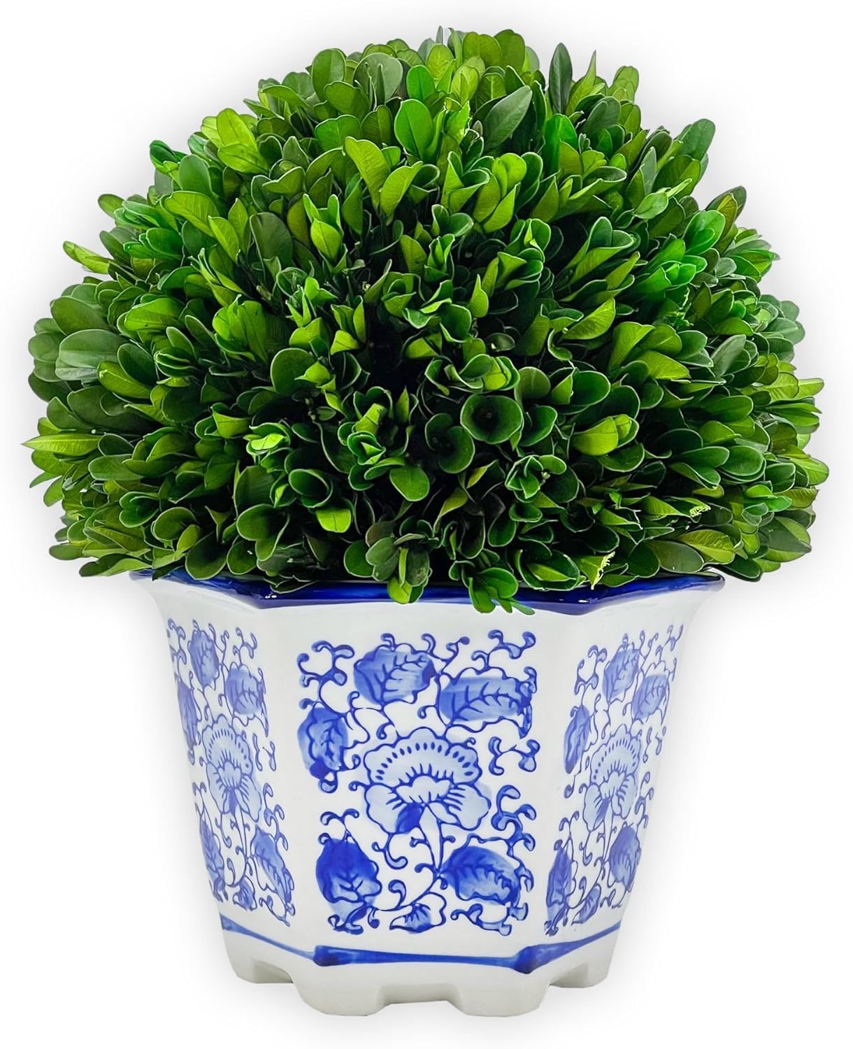 Boxwood-Ball-Blue-Pot | The Granite Acorn Boxwood topiary ball in a blue and white pot