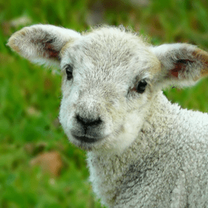 Closeup of a cute lamb
