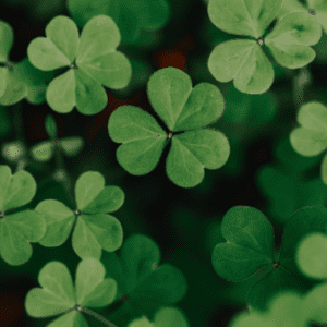 Closeup of shamrocks