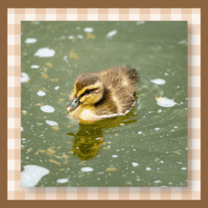Baby duckling swimming