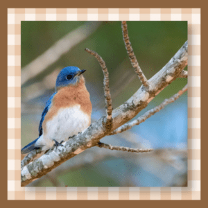 Bluebird on a branch