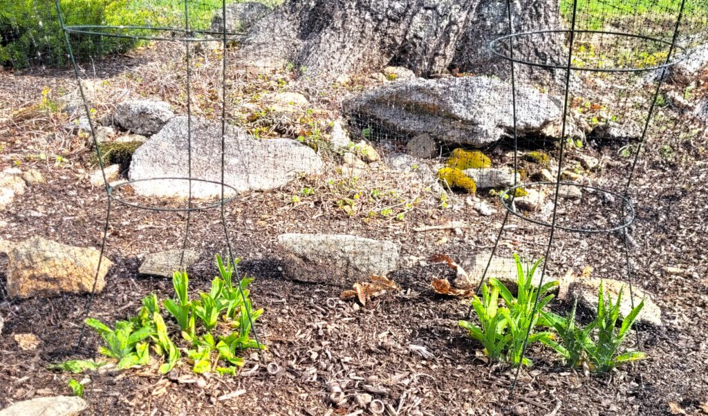 Outdoor garden area enclosed by a wire mesh fence with circular metal frames rocks and brown mulch on the ground and small green plants growing around