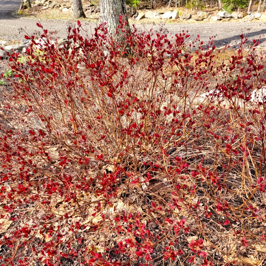 Red leaved shrub with many slender brown stems in a dry rocky yard
